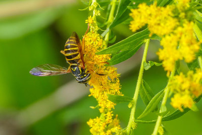 Syrphe - Hoverflies - Spilomyia longicornis - Syrphidés