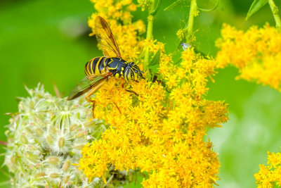 Syrphe - Hoverflies - Spilomyia longicornis - Syrphidés