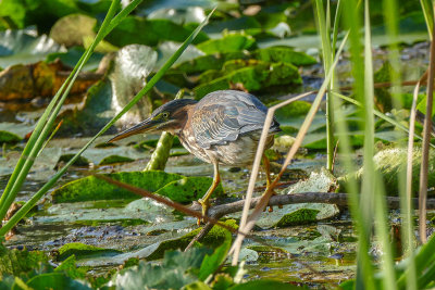 Hron vert - Green heron - Butorides virescens - Ardids