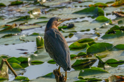 Hron vert - Green heron - Butorides virescens - Ardids