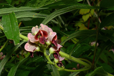 Glycine tubreuse - Potato bean - Apios americana - Fabaces