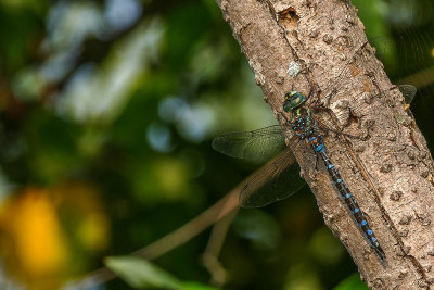 Aeshna sp.
