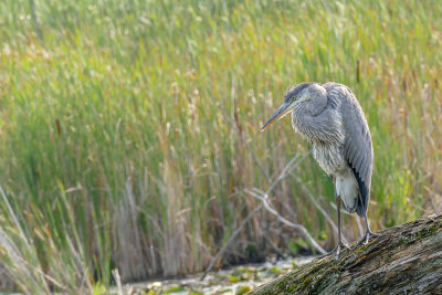 Grand Hron - Great blue heron - Ardea herodias - Ardids