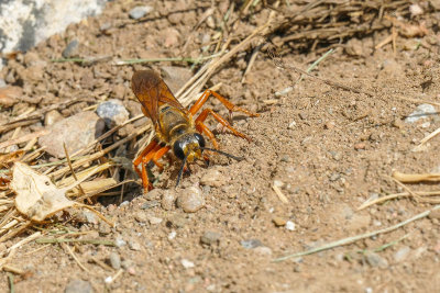Grand sphex doré - Great Golden Digger Wasp - Sphex ichneumoneus - Sphécidés