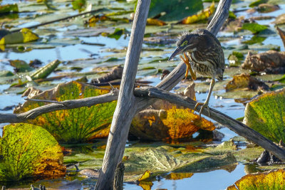 Hron vert - Green heron - Butorides virescens - Ardids