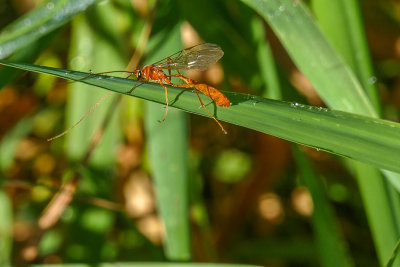 Ichneumonidae(sp)