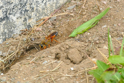 Grand sphex doré - Great Golden Digger Wasp - Sphex ichneumoneus - Sphécidés