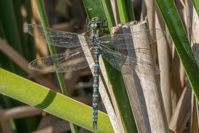 Aeshna sp.