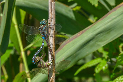 Aeshna sp.