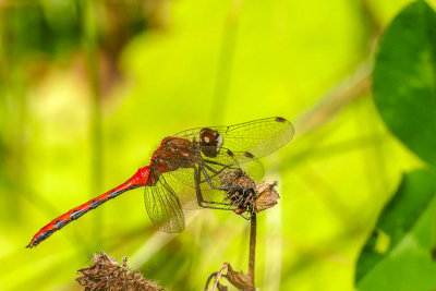 Sympétrum éclaireur - White-faced Meadowhawk - Sympetrum obtrusum