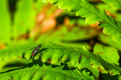Atrophini sp - Ichneumonidae