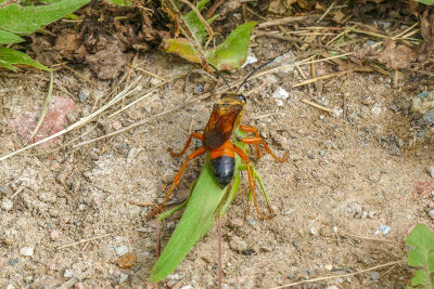 Grand sphex doré - Great Golden Digger Wasp - Sphex ichneumoneus - Sphécidés