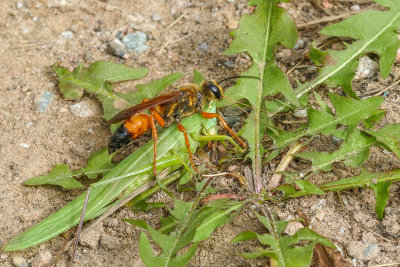 Grand sphex doré - Great Golden Digger Wasp - Sphex ichneumoneus - Sphécidés