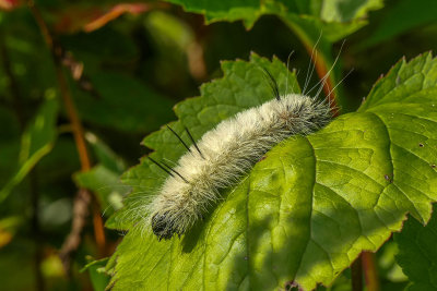 Chenille de l'Acronycte d'Amérique - American dagger moth caterpillar - Acronicta americana - Noctuidés - (9200)