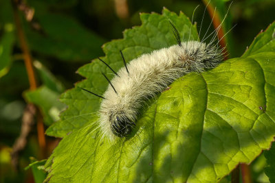 Chenille de l'Acronycte d'Amrique - American dagger moth caterpillar - Acronicta americana - Noctuids - (9200)