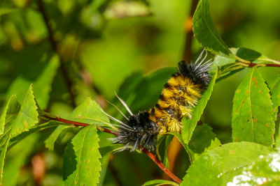 Chenille de l'Halisidote maculée - Spotted Tussock Moth caterpillar - Lophocampa maculata - Erebidés - (8214)