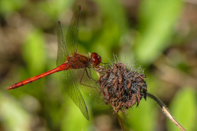 Sympetrum (sp)