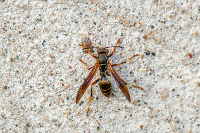 Guêpe poliste - Northern Paper Wasp - Polistes fuscatus - Vespidés