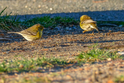 Paruline des pins - Pine warbler - Setophaga pinus - Parulids