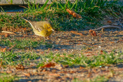 Paruline des pins - Pine warbler - Setophaga pinus - Parulids