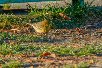 Paruline des pins - Pine warbler - Setophaga pinus - Parulids