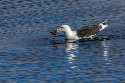 Goland Marin - Great black-backed gull - Larus marinus - Larids