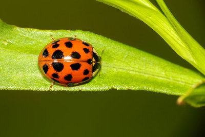 Coccinelle asiatique - Asian Lady Beetle - Harmonia axyridis