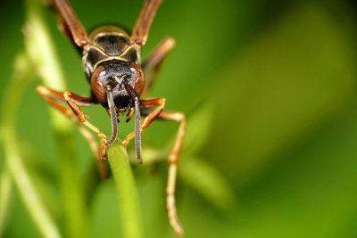 Guêpe poliste - Northern Paper Wasp - Polistes fuscatus