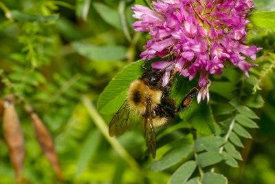 Bourdon - Bumblebee