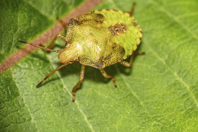 Punaise: Euschistus servus euschistoides - nymphe stade 5(Pentatomidae)