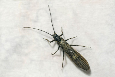Plécoptères - Stoneflies - Perlidés