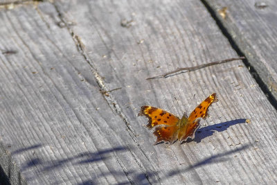 Polygone gris - Gray Comma - Polygonia progne - Nymphalids - (4429)