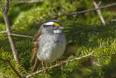 Bruant  gorge blanche - White-throated sparrow - Zonotrichia albicollis - Embrizids