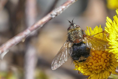 Mouche Tachinaire - Tachinid Fly - Epalpus signifer - Tachinidés