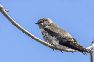 Hirondelle  ailes hrisses - Northern rough-winged swallow - Stelgidopteryx serripennis - Hirundinids