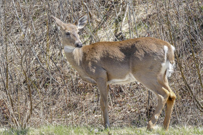 Cerf de Virginie - White-tailed deer - Odocoileus virginianus