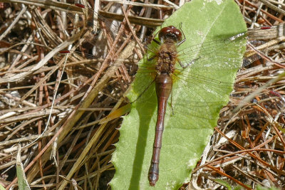 Libellule(sp) - Dragonfly - Odonate