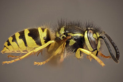 Guêpe - Wasp - Vespula(sp) - Vespidés