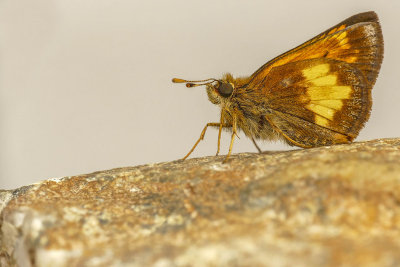 Hesprie Hobomok - Hobomok Skipper - Poanes hobomok - Hesprids - (4059)