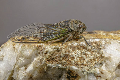 Cigale caniculaire - Dog-day cicada - Neotibicen canicularis - Cicadidés