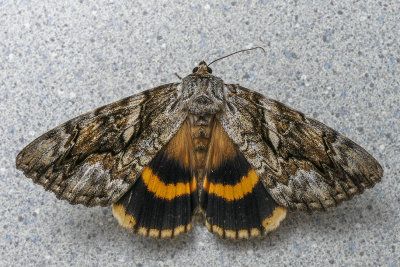 Likne du tilleul - Yellow-banded Underwing - Catocala cerogama - Erebids - (8802)