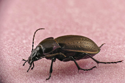 Carabe - A Ground Beetle - Carabus sylvosus - Carabidés