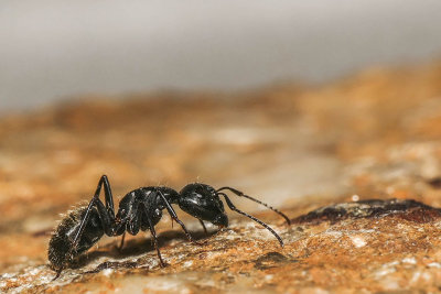 Fourmi(sp) - Ant(sp) - Formicidés