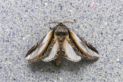 Faux-sphinx - Black-rimmed Prominent - Pheosia rimosa - Notodontids - (7922)
