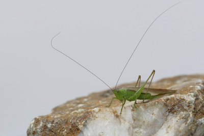 Sauterelle(sp) - long-horned grasshopper