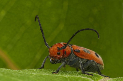 Longicorne de l'asclépiade - Red-milkweed beetle - Tetraopes tetrophthalmus - Cerambycidés