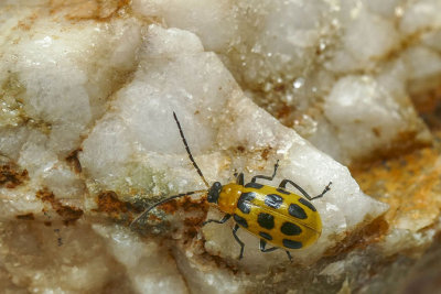 Chrysomèle maculée du concombre -Spotted cucumber beetle - Diabrotica undecimpunctata - Chrysomelidés