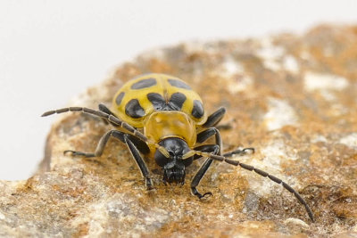 Chrysomèle maculée du concombre - Spotted cucumber beetle - Diabrotica undecimpunctata - Chrysomelidés