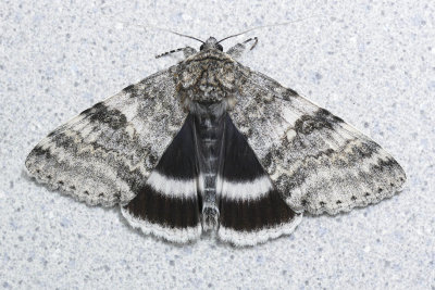 Likne blanche - White Underwing - Catocala relicta - Erebids - (8803-1)