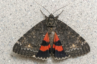 Likénée Briseis - Briseis Underwing - Catocala briseis - Erebidés - (8817)